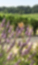 lavenderinvineyard.jpeg