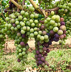 veraison.jpeg