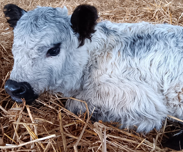 Weißes Gallowaykalb
