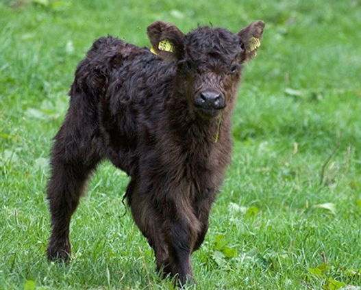 Schwarzes Gallowaykalb
