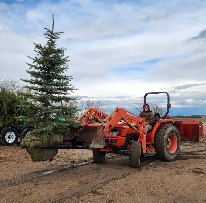 MADSCO clamp-on bucket forks lifting a pine tree in Saskatchewan, Canada.