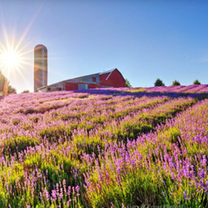 This Michigan Lavender Farm Is the Summer Getaway You Didn’t Know You Needed.