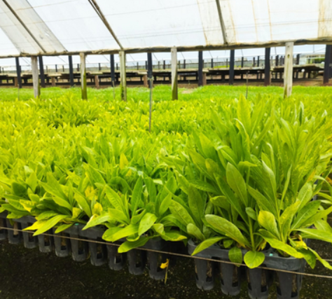 From Soil to Sustainability: How Genomines Is Farming the Future of Nickel Mining