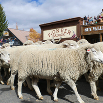 In Idaho, 1,200 Sheep Take Over Main Street