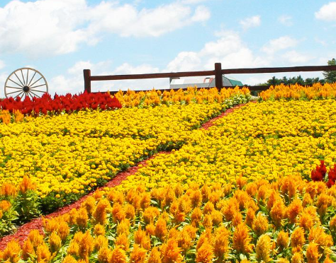 Shipshewana’s Quilt Gardens: Where Flowers, Art, and Amish Country Charm Come Together