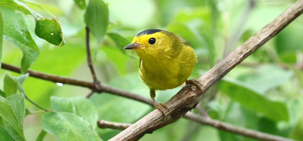 Photo from: https://www.biggestweekinamericanbirding.com/