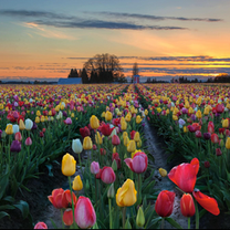 A Hidden Spring Gem in Ohio: The Tulip Experience You Have to See to Believe