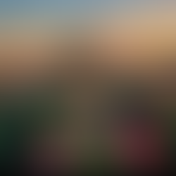 A Hidden Spring Gem in Ohio: The Tulip Experience You Have to See to Believe