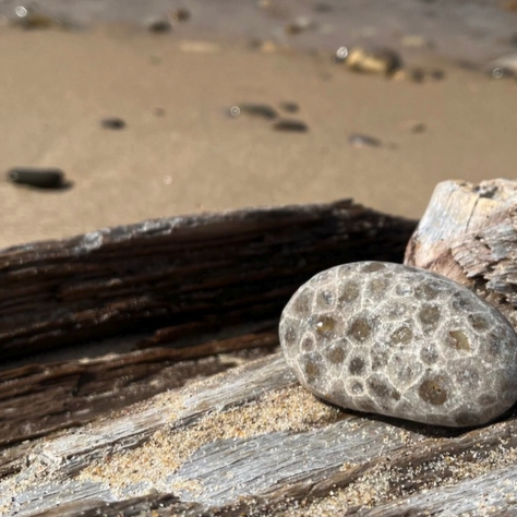The Petoskey Stone Festival: A Celebration of Michigan's Iconic Fossil