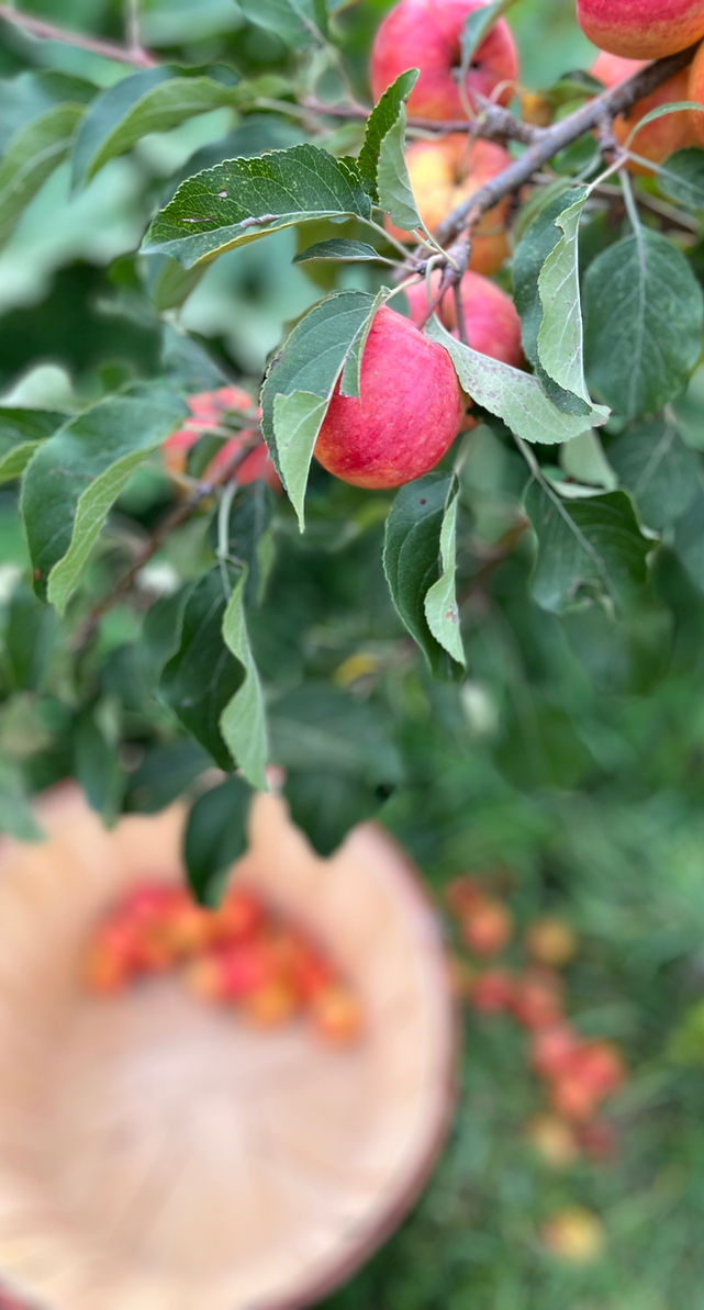 Harvest.jpg
