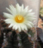 Astrophytum Ornatum
