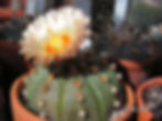 Astrophytum asteria