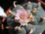Lophophora fricii