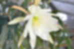 Epicactus+G+Giant+White+