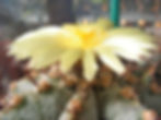 Astrophytum myriostigma v ornatum