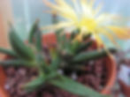 Machairophyllum latifolium