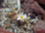 Conophytum pellucidum neohallii SB62