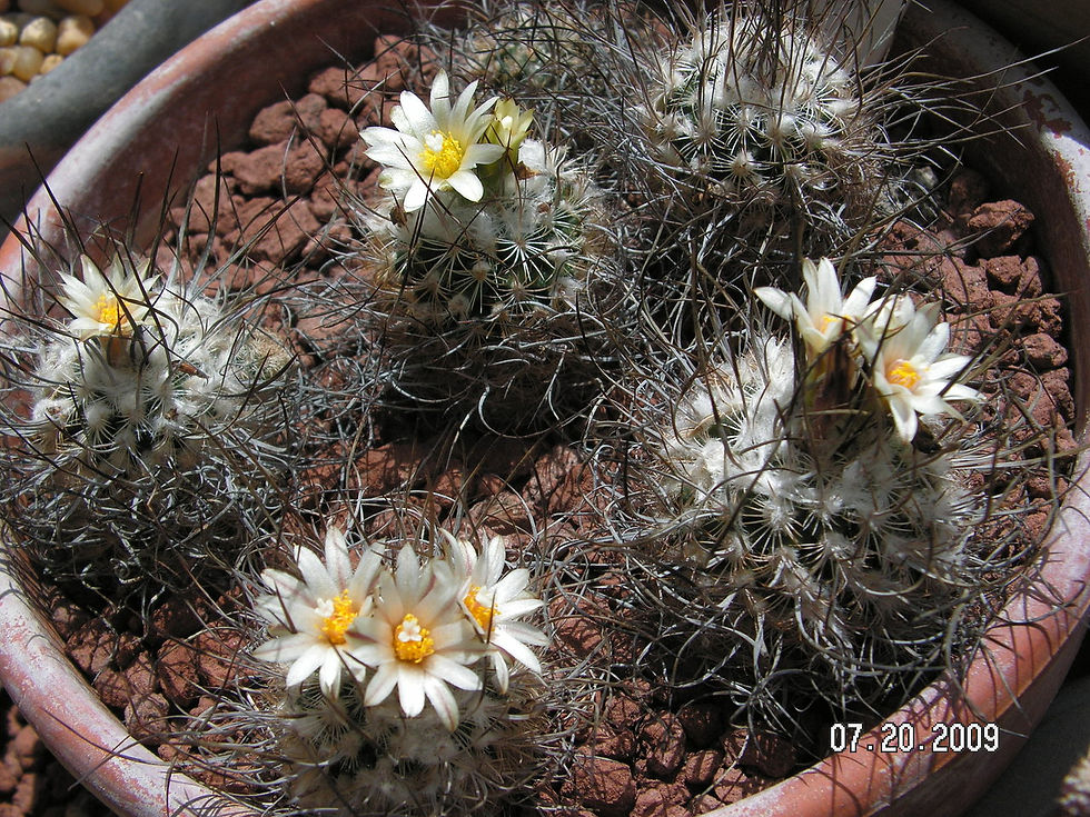 Turbinicarpus schiedickeanus dickins