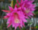 Heliocereus+rose+6