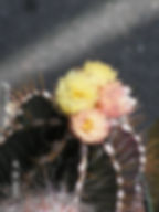 Burnaby Blooms
