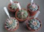 Lophophora + Astrophytum Asteria