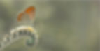header tiny experiments website (11 x 8_edited.jpg