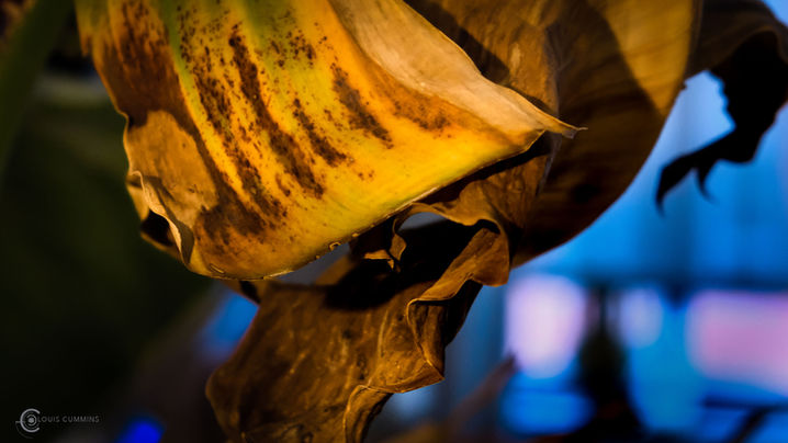 Oiseaux du Paradis-1384.jpg