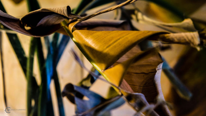 Oiseaux du Paradis-1403.jpg