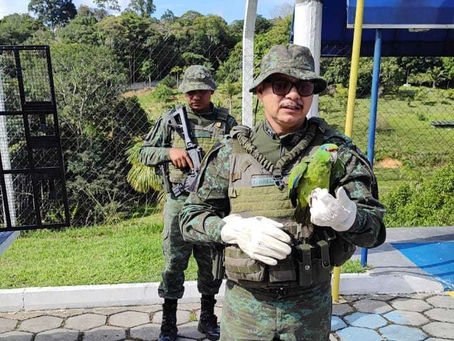 Papagaio-Verdadeiro é resgatado pelo Batalhão Ambiental da PMAM em Empresa de Pneus