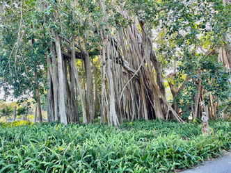 The John and Mable Ringling Museum