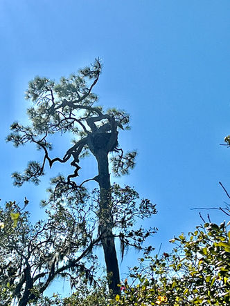 Oscar Scherer State Park