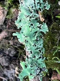 Bioblitz 1 lichen.jpg