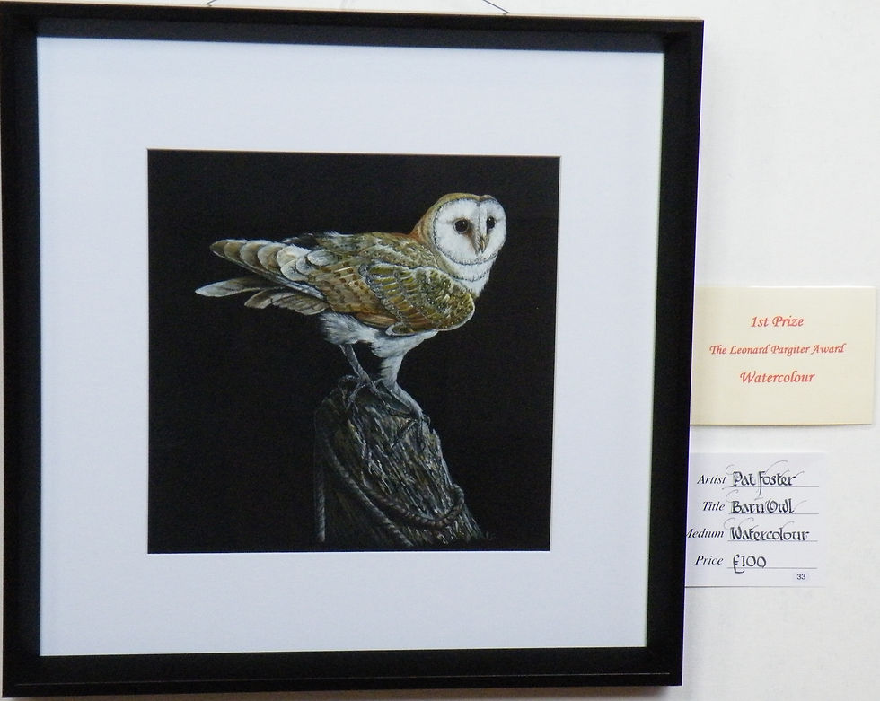 Barn Owl by Pat Foster