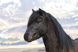 Baldur