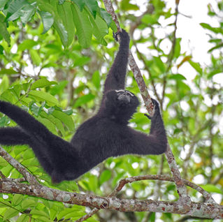Tech for Gibbon Conservation