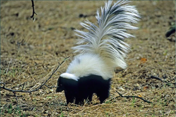 HoodedSkunk.webp