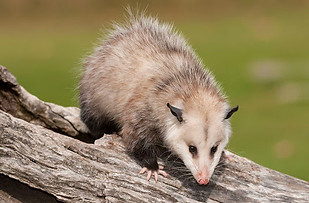 Opossum, control species.jpg