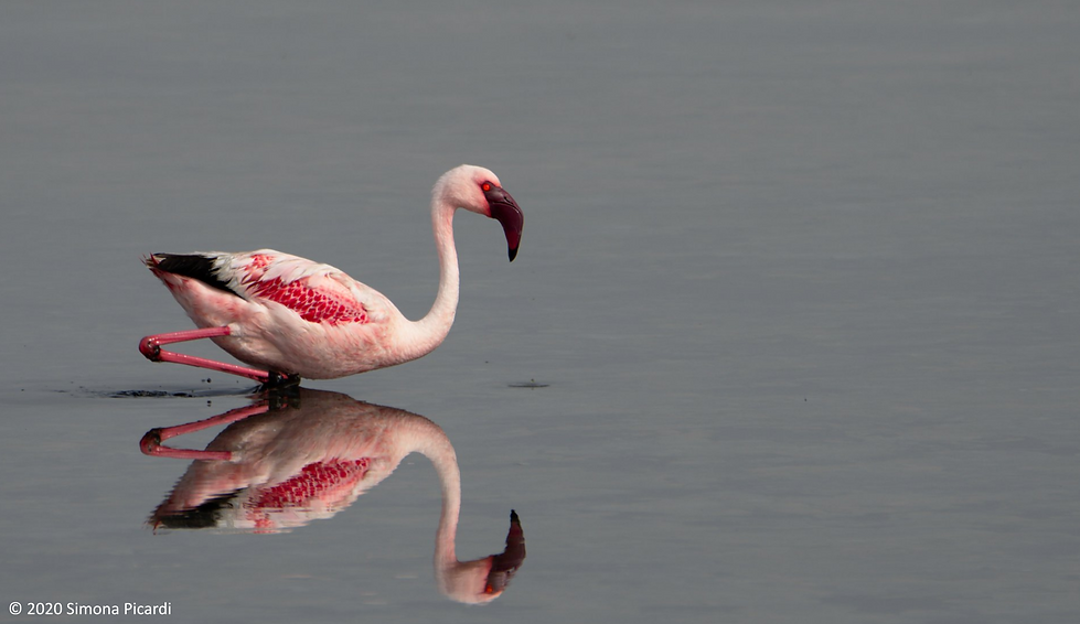 flamingo_resized.png
