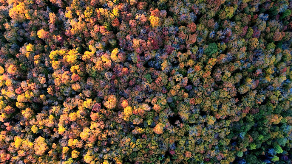 Automne St Donat.jpg