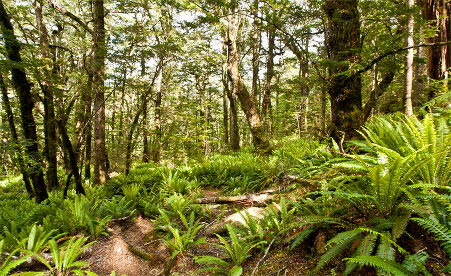 chronisch gesund louis weidenkopf wald natur