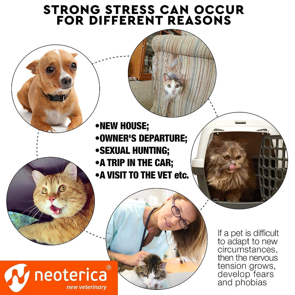 Thumbnail: Cat Calming Collar Pet Anti Anxiety Products Feline Calm Pheromones Collars 1 Pc