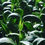 Thumbnail: Sunflower Sprouts 1/2 lb.
