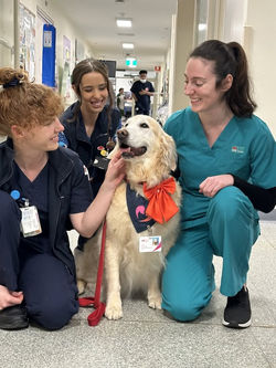 Healthcare workers with a Nepean Therapy Dog