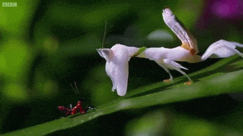 Mantis attack