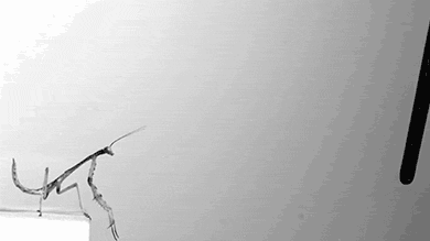 Mantis jumping