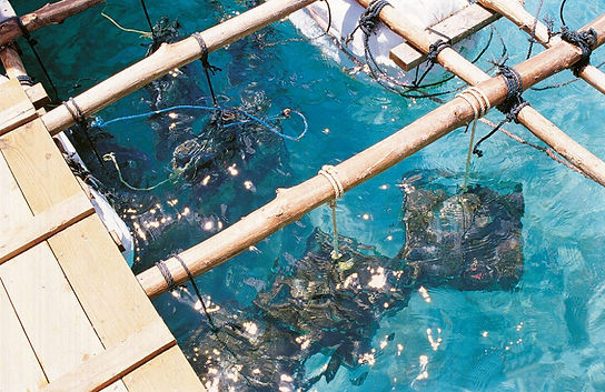 Marine pearl farming in action