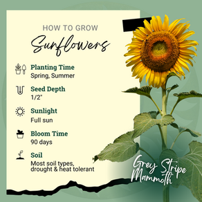 Discover the Joy of Growing Giant Sunflowers