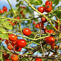 rosehips on a tree