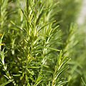 rosemary plant