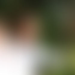 Apples ready for picking at Lockport farm